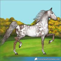 Horse Color:Gray Chestnut Near Leopard