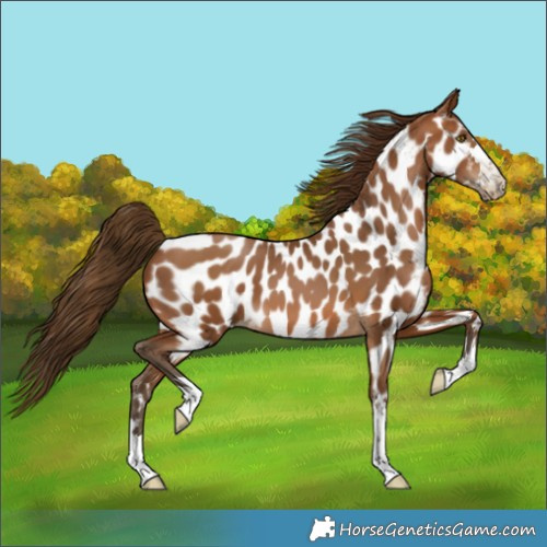 Horse Color:Gray Bay Pearl Appaloosa 