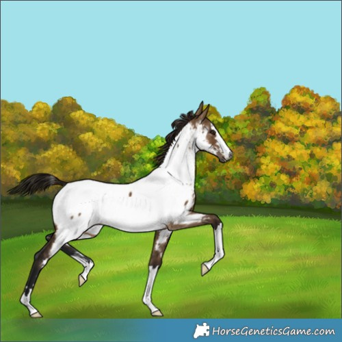 Horse Color:Gray Bay Dun Appaloosa 
