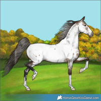Horse Color:Gray Bay Dun Appaloosa