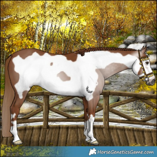 Horse Color:Gray Chestnut Frame