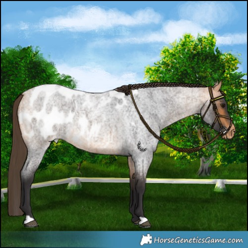Horse Color:Buckskin Roan Blanket