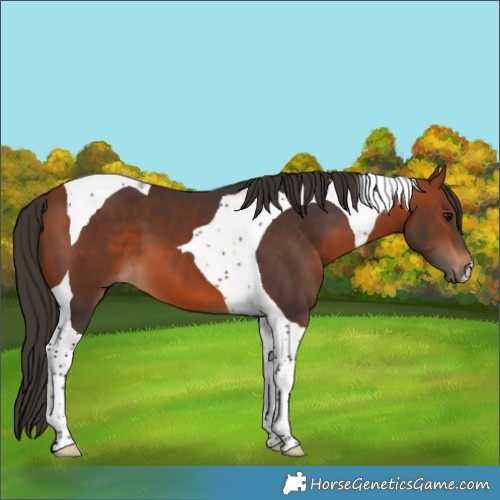 Horse Color:Bay Tobiano 