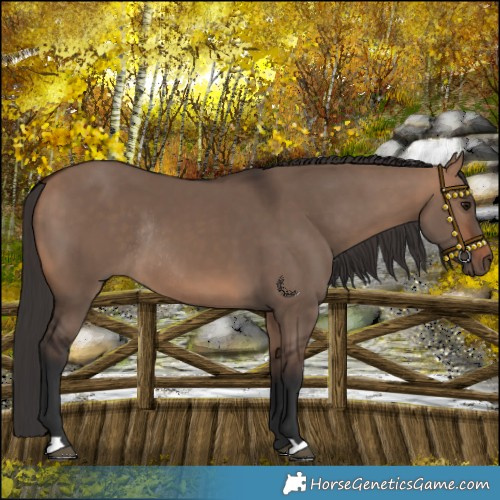 Horse Color:Bay Dun Rabicano 