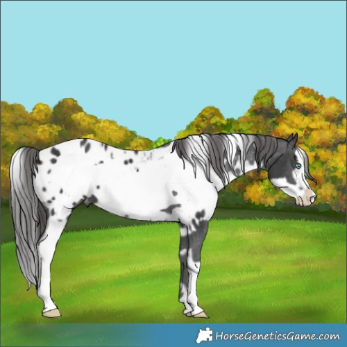 Horse Color:White Spotted Black Frame Blanket 