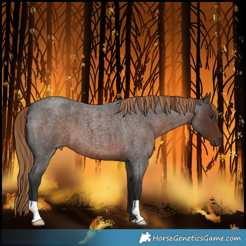 Horse Color:Liver Red Roan 
