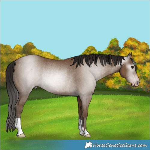 Horse Color:Gray Classic Champagne Rabicano 