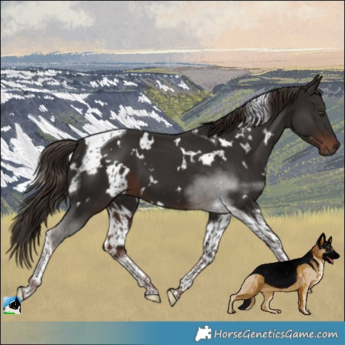 Horse Color:White Spotted Liver Chestnut Tobiano 