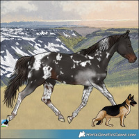 Horse Color:White Spotted Liver Chestnut Tobiano 