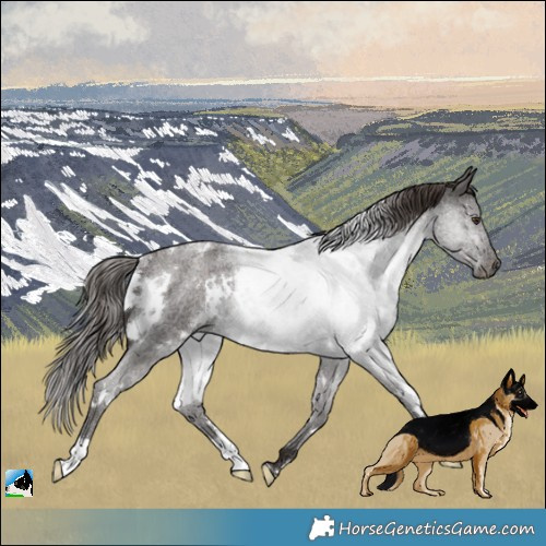 Horse Color:White Spotted Liver Red Roan Rabicano 
