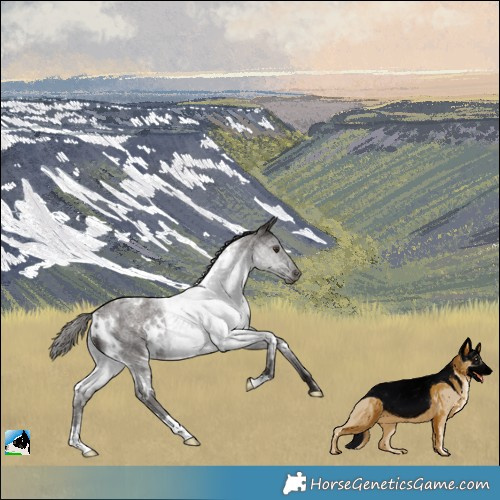 Horse Color:White Spotted Liver Red Roan Rabicano 