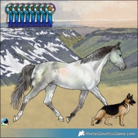 Horse Color:White Spotted Liver Red Roan Rabicano 