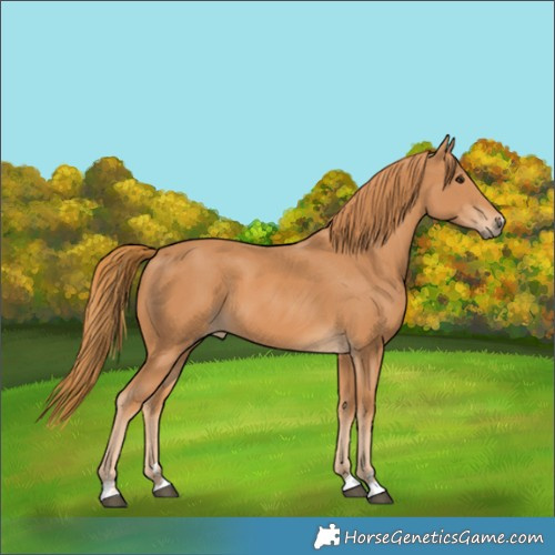 Horse Color:Chestnut 