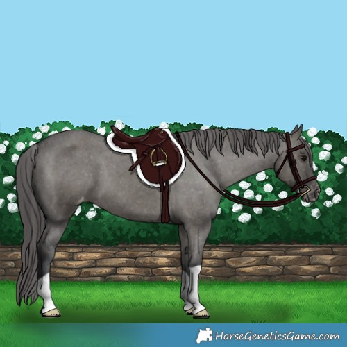 Horse Color:Grullo Appaloosa 