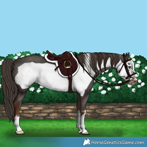 Horse Color:Liver Chestnut Frame Appaloosa