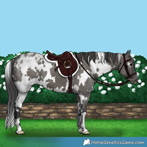 Horse Color:White Spotted Grullo Appaloosa