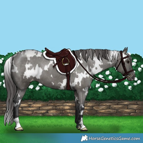 Horse Color:White Spotted Grullo Appaloosa