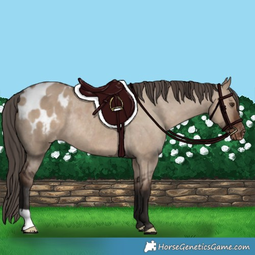 Horse Color:Liver Red Dun Appaloosa Rabicano 
