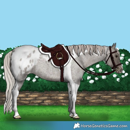 Horse Color:Silver Blue Roan Tobiano Appaloosa 