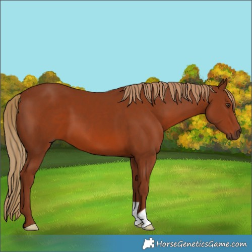 Horse Color:Chestnut 