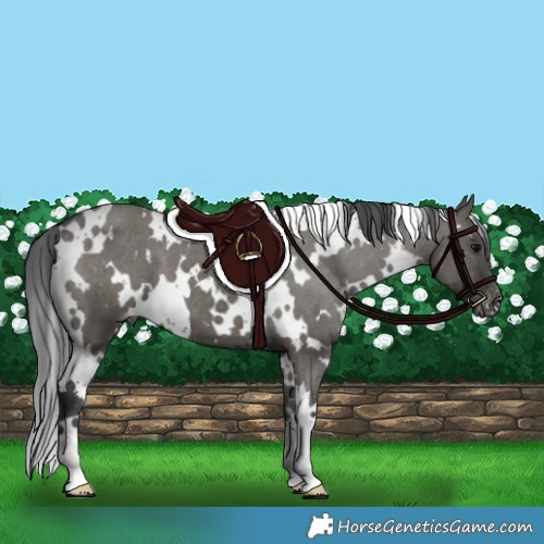 Horse Color:White Spotted Grullo Appaloosa
