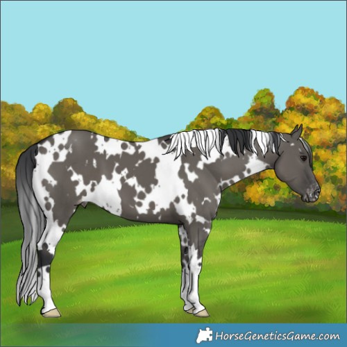 Horse Color:White Spotted Grullo Appaloosa 