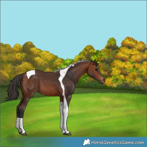 Horse Color:Bay Tobiano 