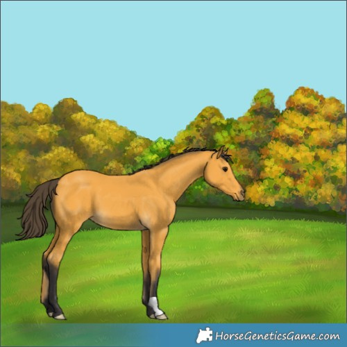 Horse Color:Buckskin 