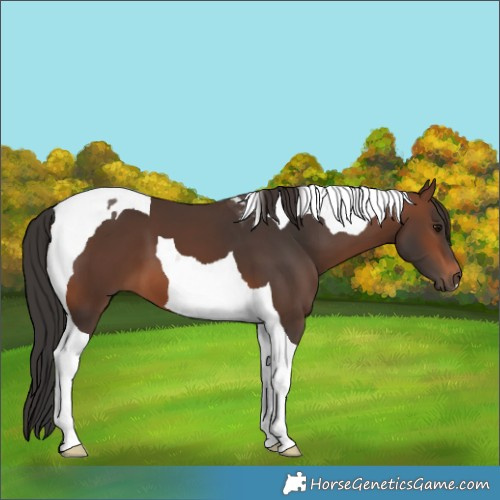 Horse Color:Brown Tobiano 