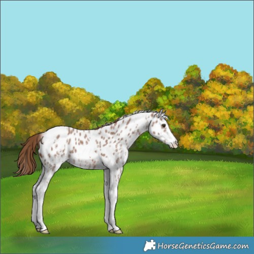 Horse Color:Chestnut Sabino Tobiano Appaloosa