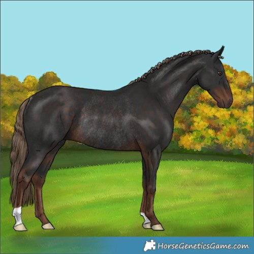 Horse Color:Liver Chestnut Rabicano