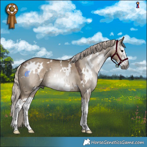 Horse Color:Gray White Spotted Silver Grullo Splash 