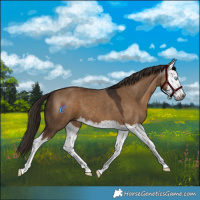 Horse Color:Gray Liver Red Dun Splash