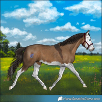 Horse Color:Gray Liver Red Dun Splash 