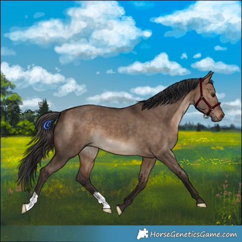 Horse Color:Brown Dun 