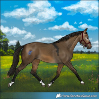 Horse Color:Gray Buckskin Dun 