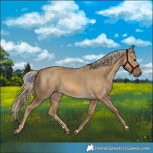 Horse Color:Chocolate Palomino Dun 