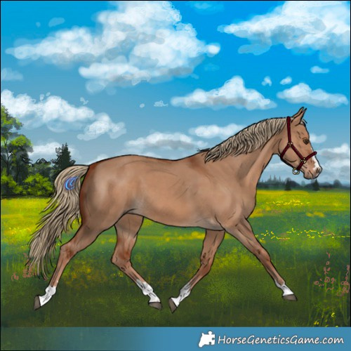 Horse Color:Red Dun 