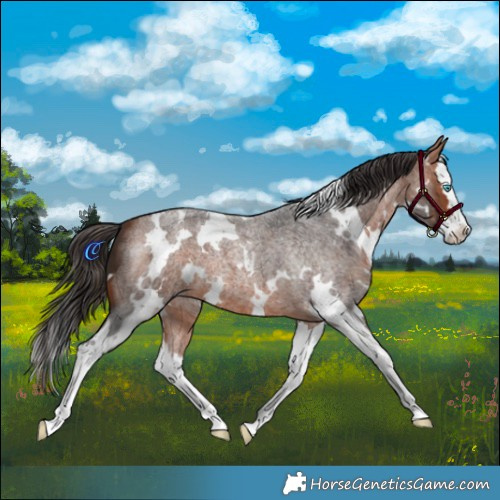 Horse Color:White Spotted Bay Roan Splash 