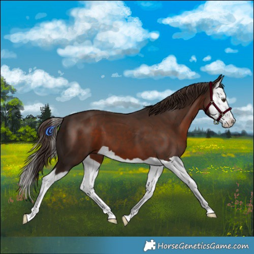 Horse Color:Liver Chestnut Splash 