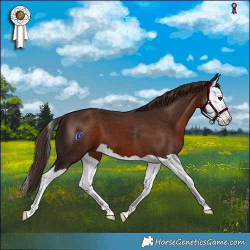 Horse Color:Liver Chestnut Splash 
