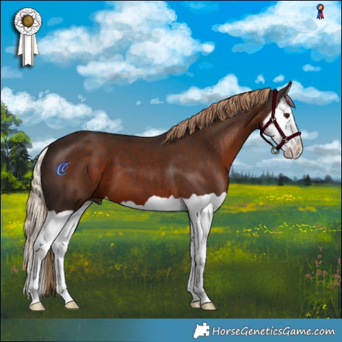 Horse Color:Liver Chestnut Splash 