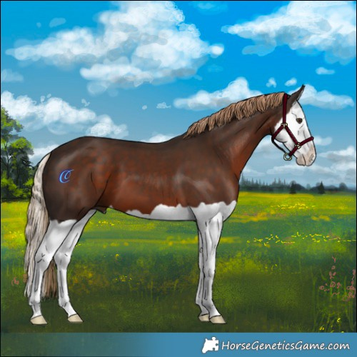 Horse Color:Liver Chestnut Splash 