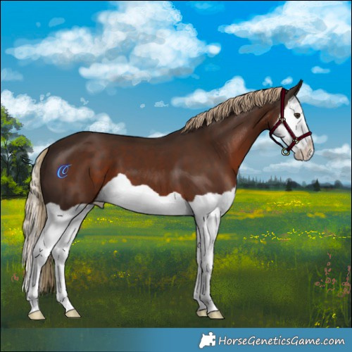 Horse Color:Liver Chestnut Splash 