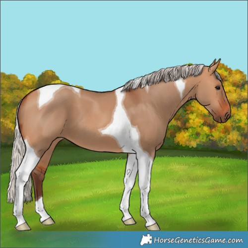 Horse Color:Silver Bay Dun Tobiano 