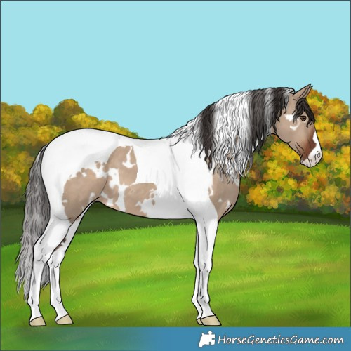 Horse Color:White Spotted Liver Red Dun Tobiano 
