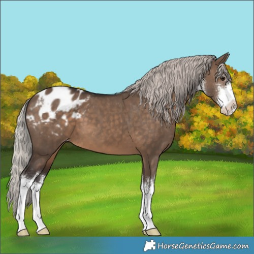 Horse Color:White Spotted Silver Brown Dun Blanket 