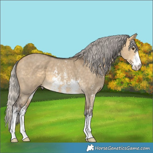 Horse Color:Silver Buckskin Dun Sabino 