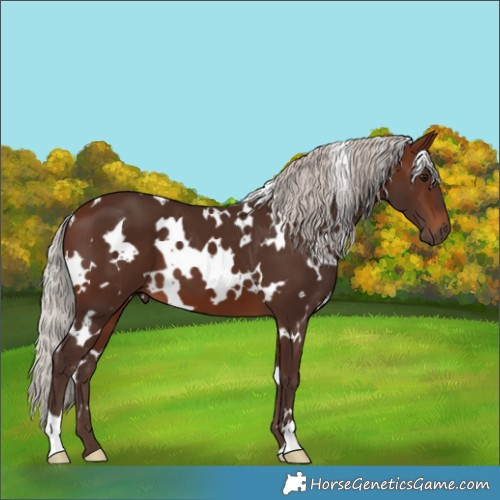 Horse Color:White Spotted Silver Brown 