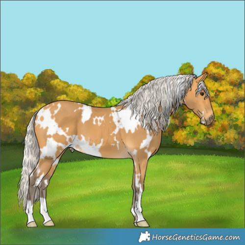 Horse Color:White Spotted Silver Buckskin 